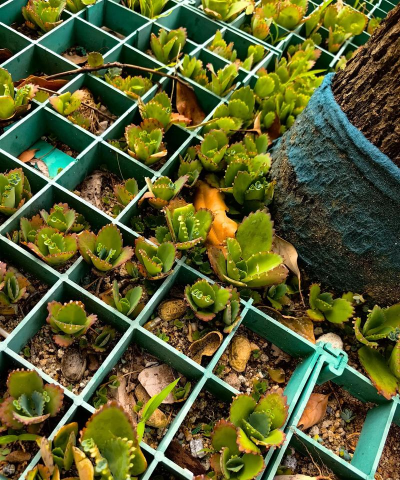 家庭养花用生根粉