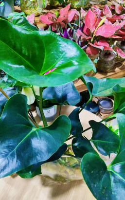 家庭养花用生根粉