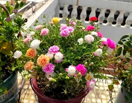 家庭养花用生根粉