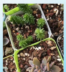 蜂窝碳养花 蜂窝碳养花