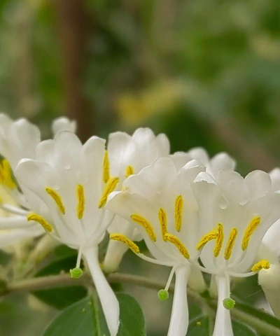 金银忍冬如何养殖