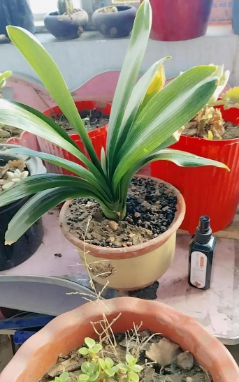 家庭养花用生根粉