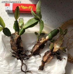 家庭养花用生根粉