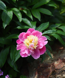 芍药是什么芍药