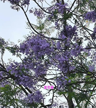 蓝花楹是什么科什么属