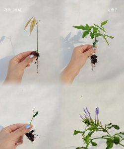 家庭养花用生根粉