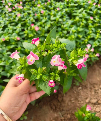 家庭养花用生根粉