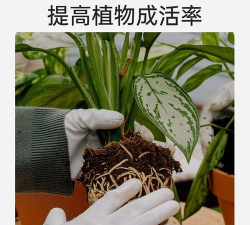家庭养花用生根粉
