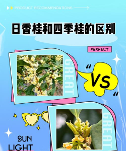 日香桂和四季桂怎么区分