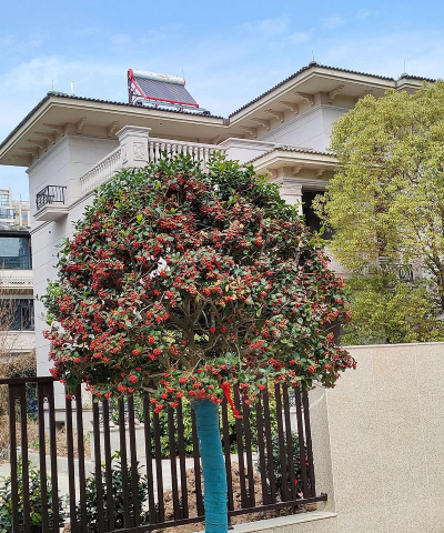 家庭养花用生根粉