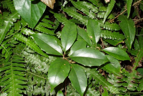 五味子叶子发黑怎么回事