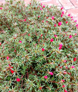 大花马齿苋枯萎了怎么办