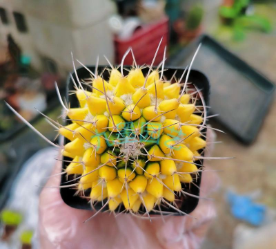 仙人球籽怎么变成仙人球