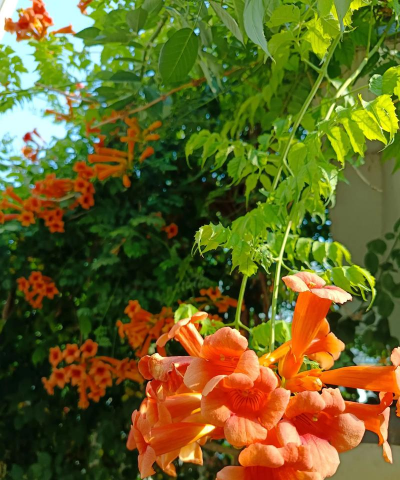 凌宵花8月份怎么样