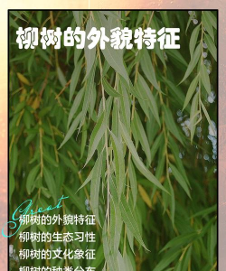 柳树特点有哪些