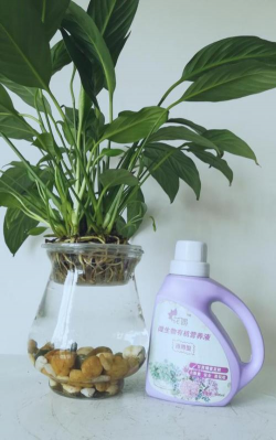 白掌施什么肥料