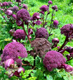 如何控制前胡开花