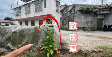 有哪些致癌植物