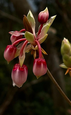 吊钟花是什么花