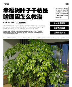 玫瑰花怎么养才不会枯萎，掌握浇水施肥技巧，轻松延长花期