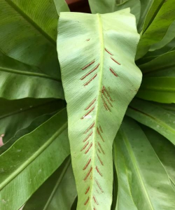 什么是鸟巢蕨孢子