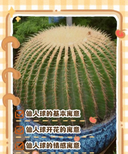 仙人球象征着什么