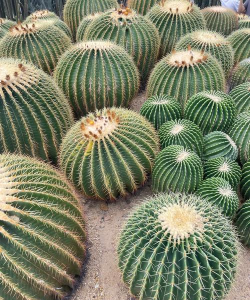 哪些类似仙人掌的植物