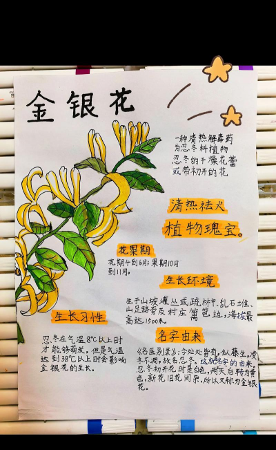 玫瑰花怎么养才不会枯萎，掌握浇水施肥技巧，轻松延长花期