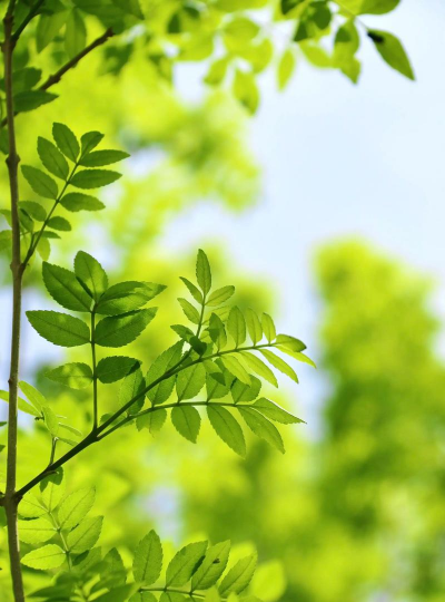 葡萄栽培，掌握关键技术，实现优质丰产