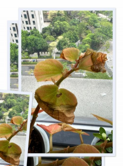 家庭养花用生根粉