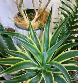 什么植物耐寒耐热