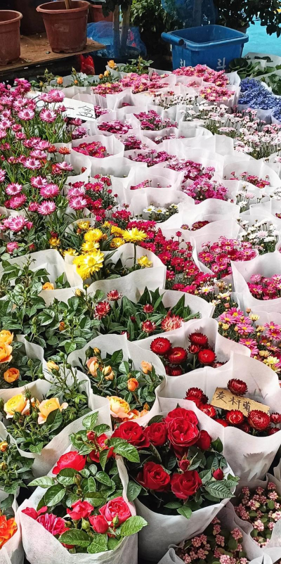 家庭养花用生根粉