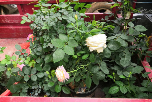 家庭养花用生根粉