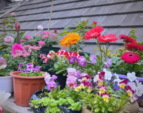 家庭养花用生根粉