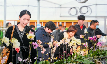 家庭养花用生根粉