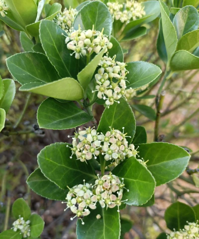 卫矛科有哪些植物