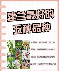 建兰有什么品种