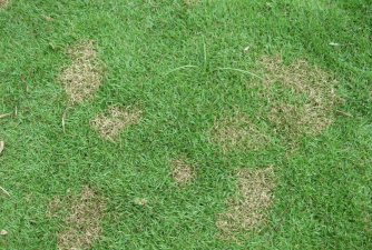 什么是草坪病害