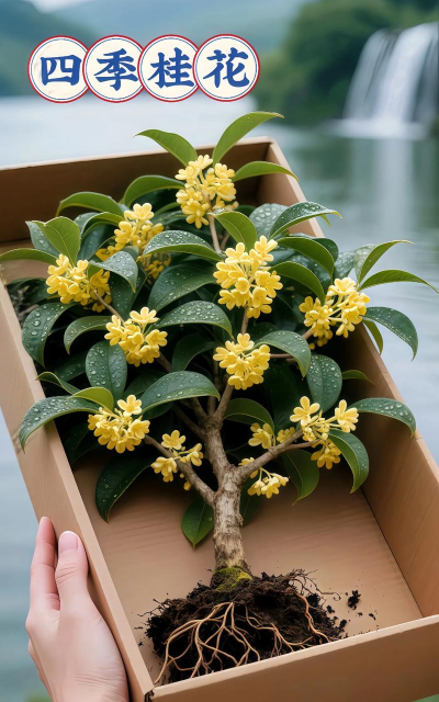 家庭养花用生根粉