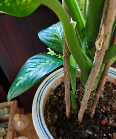 家庭养花用生根粉