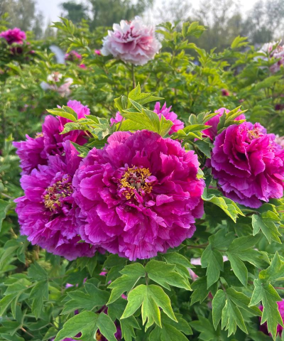 家庭养花用生根粉