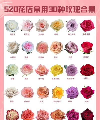 什么品种的玫瑰大