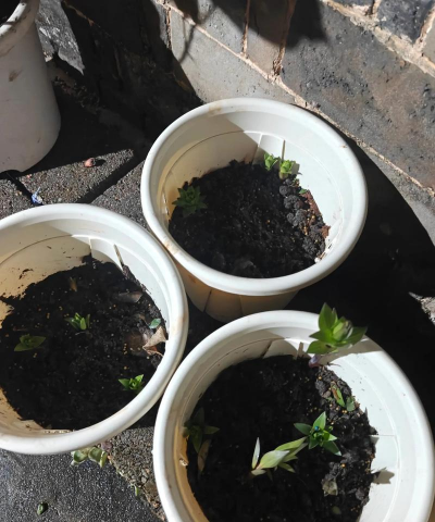 家庭养花用生根粉