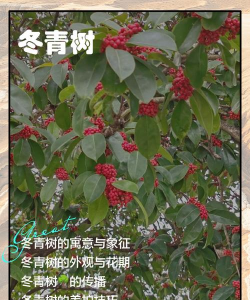冬青树是什么季节