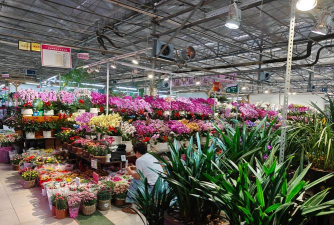 家庭养花用生根粉