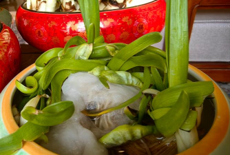 家庭养花用生根粉