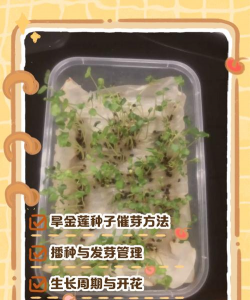 旱金莲什么时候种