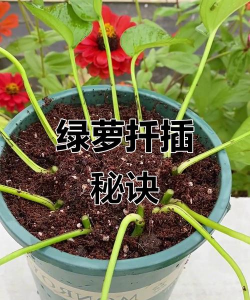 家庭养花用生根粉