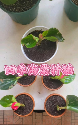 家庭养花用生根粉