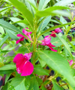 凤仙花的花长什么样子